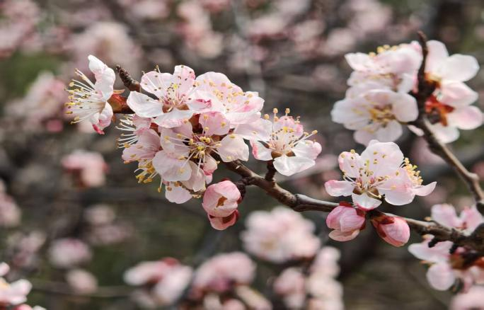 081775609524191586.png 微信圖片_2026-04-08_085143_802.png